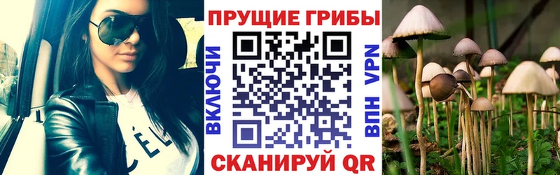 Галлюциногенные грибы Psilocybe  Балтийск 